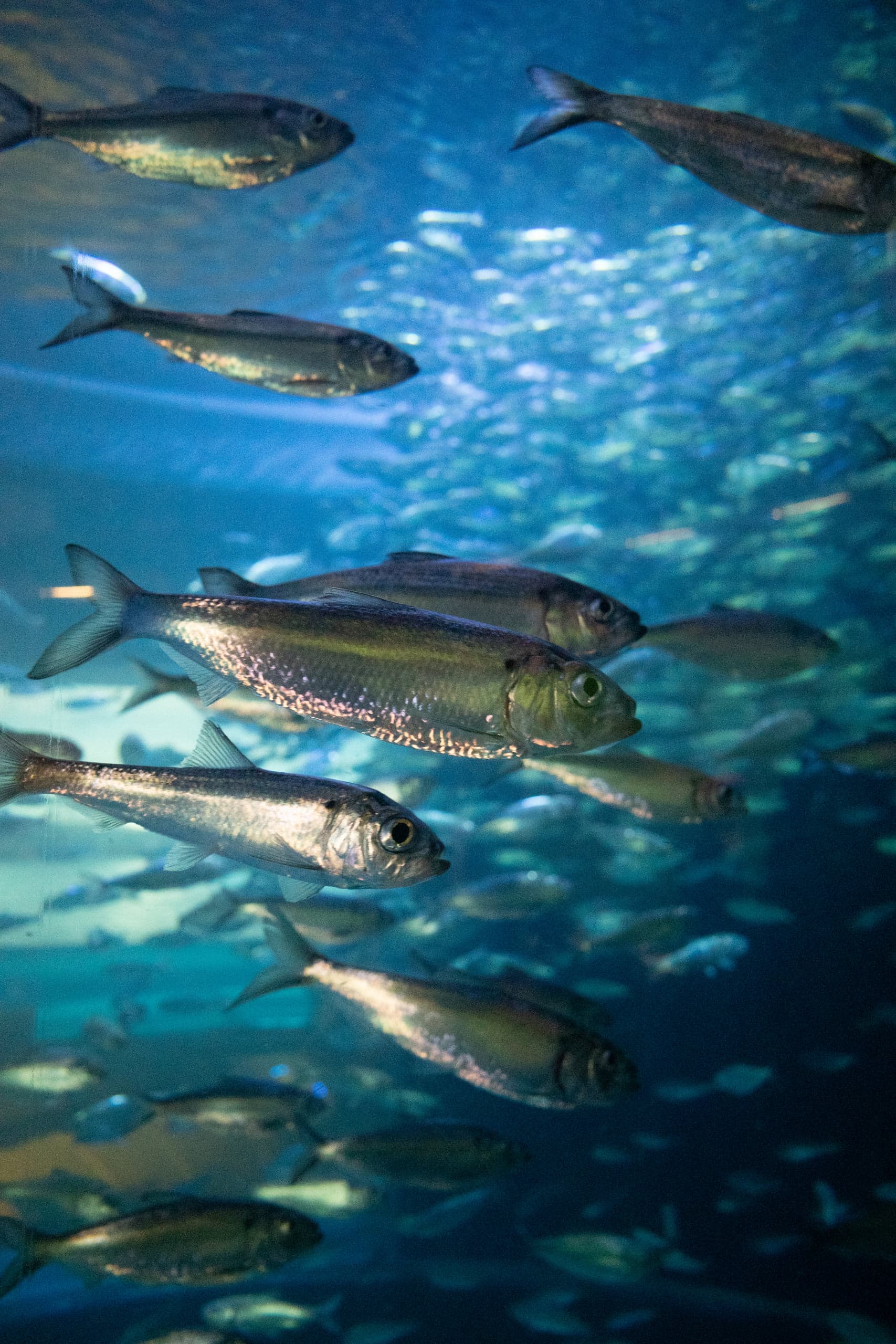 A school of silvery fish drifting through a brightly lit blue tank, larger fish in the foreground