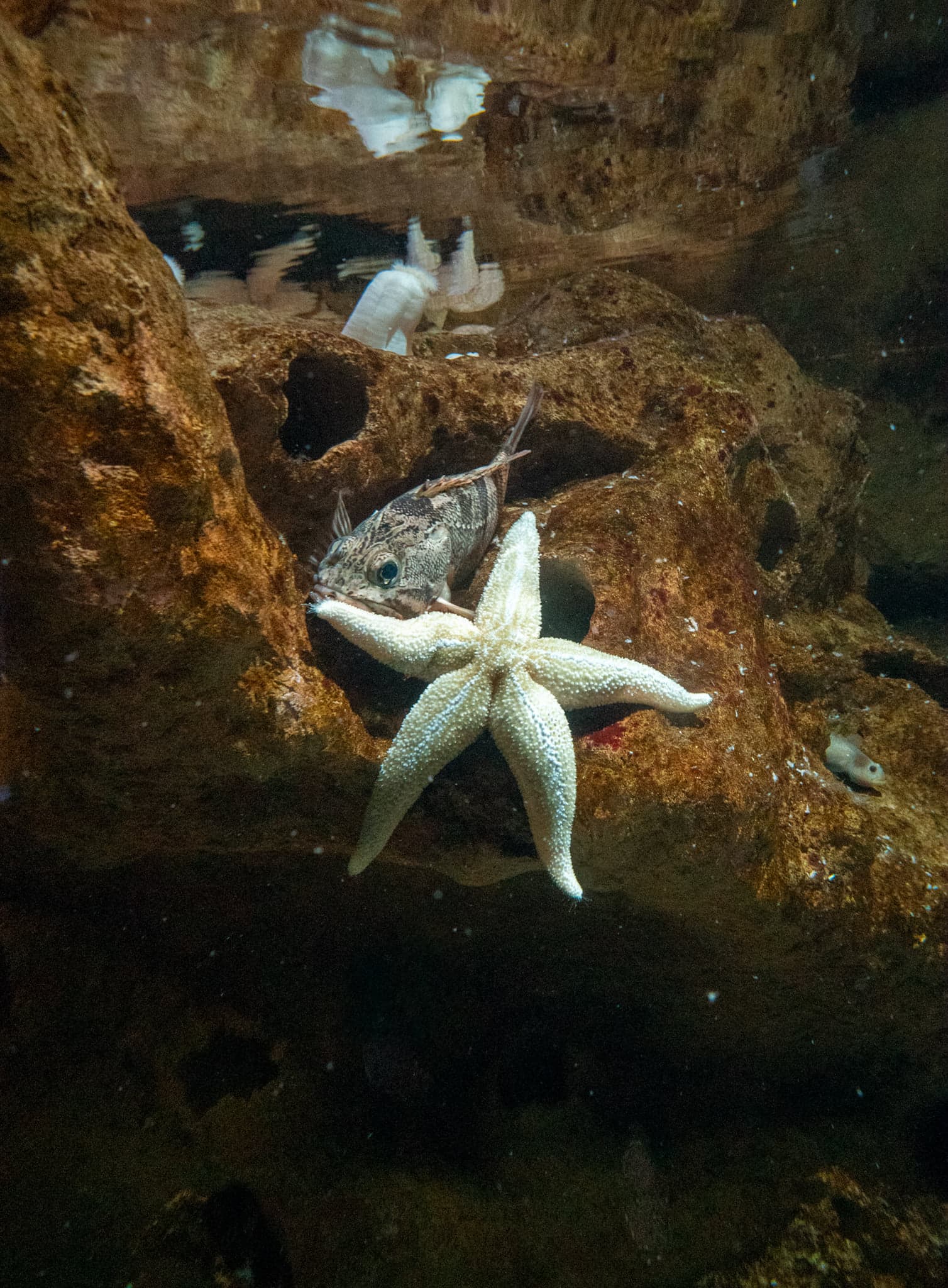 A pale starfish clinging to a rocky tank wall beside a small fish, in dim brown-lit water