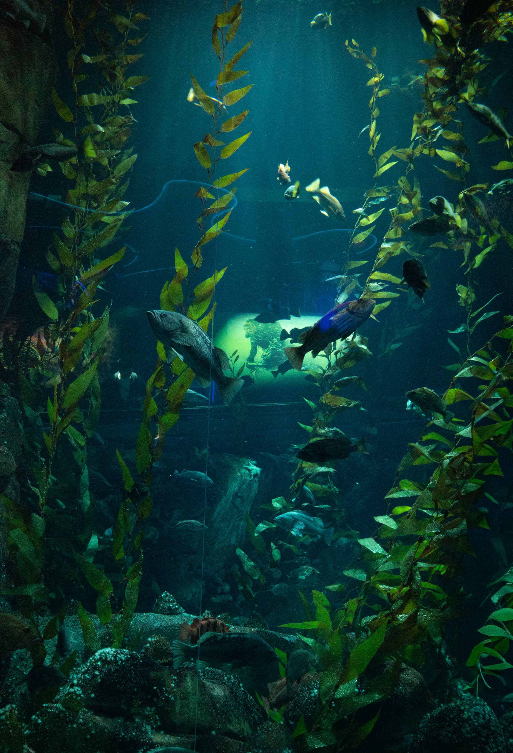 Tall strands of kelp rising through a deep blue-green tank, fish swimming among the fronds