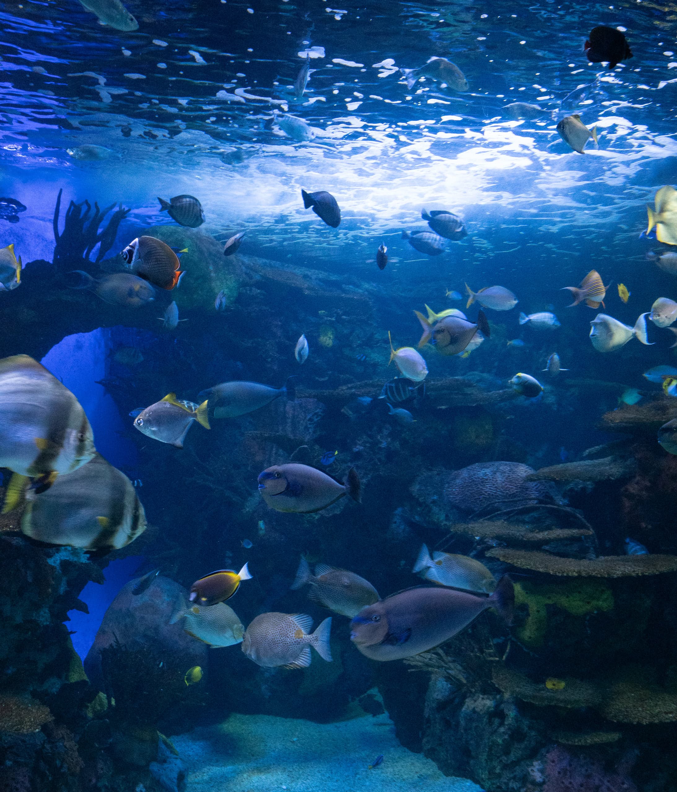 Many tropical fish over a coral reef in a blue tank, the rippling water surface lit above