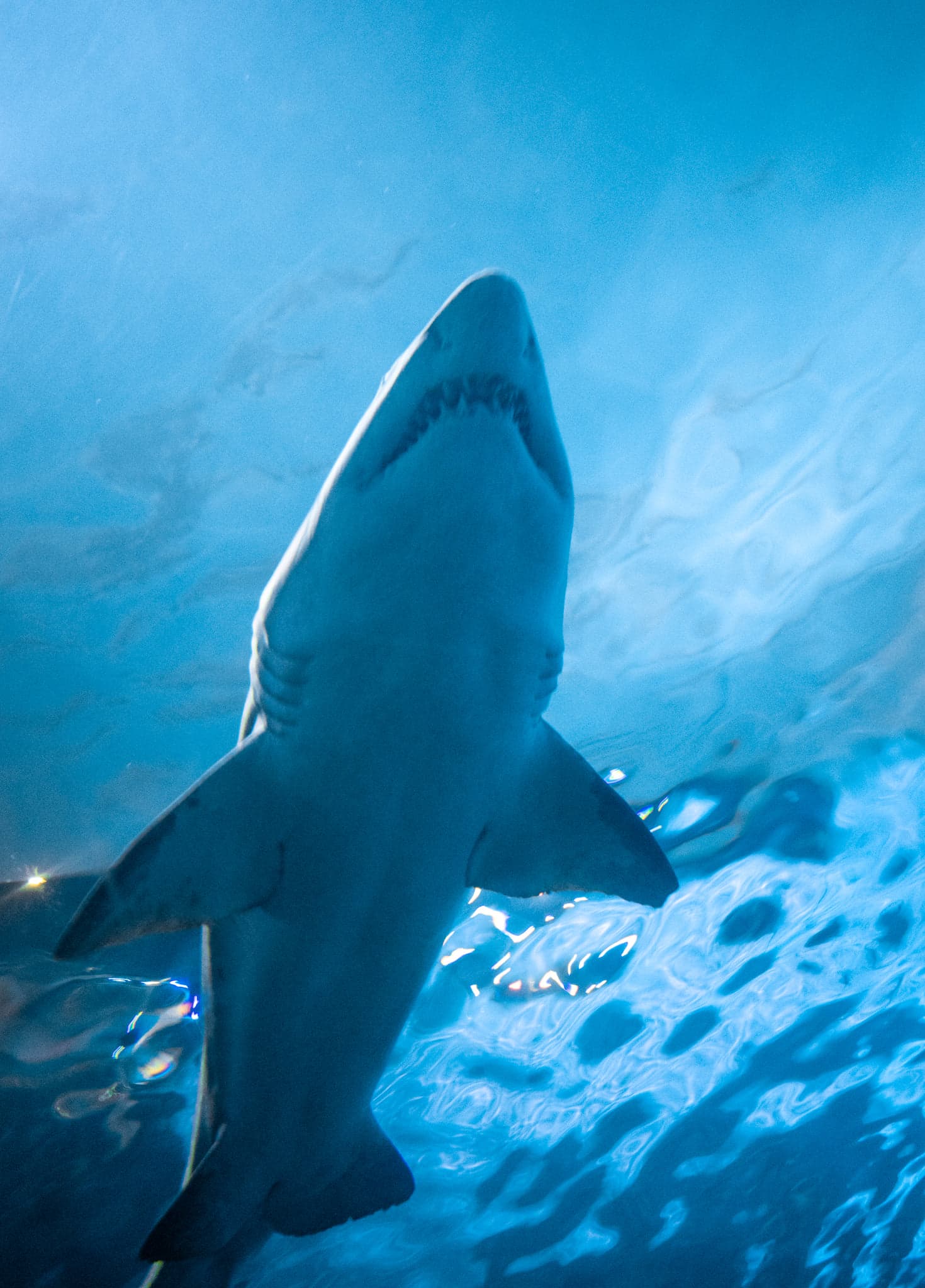 The pale underside of a shark seen from below against the bright blue, rippling water surface
