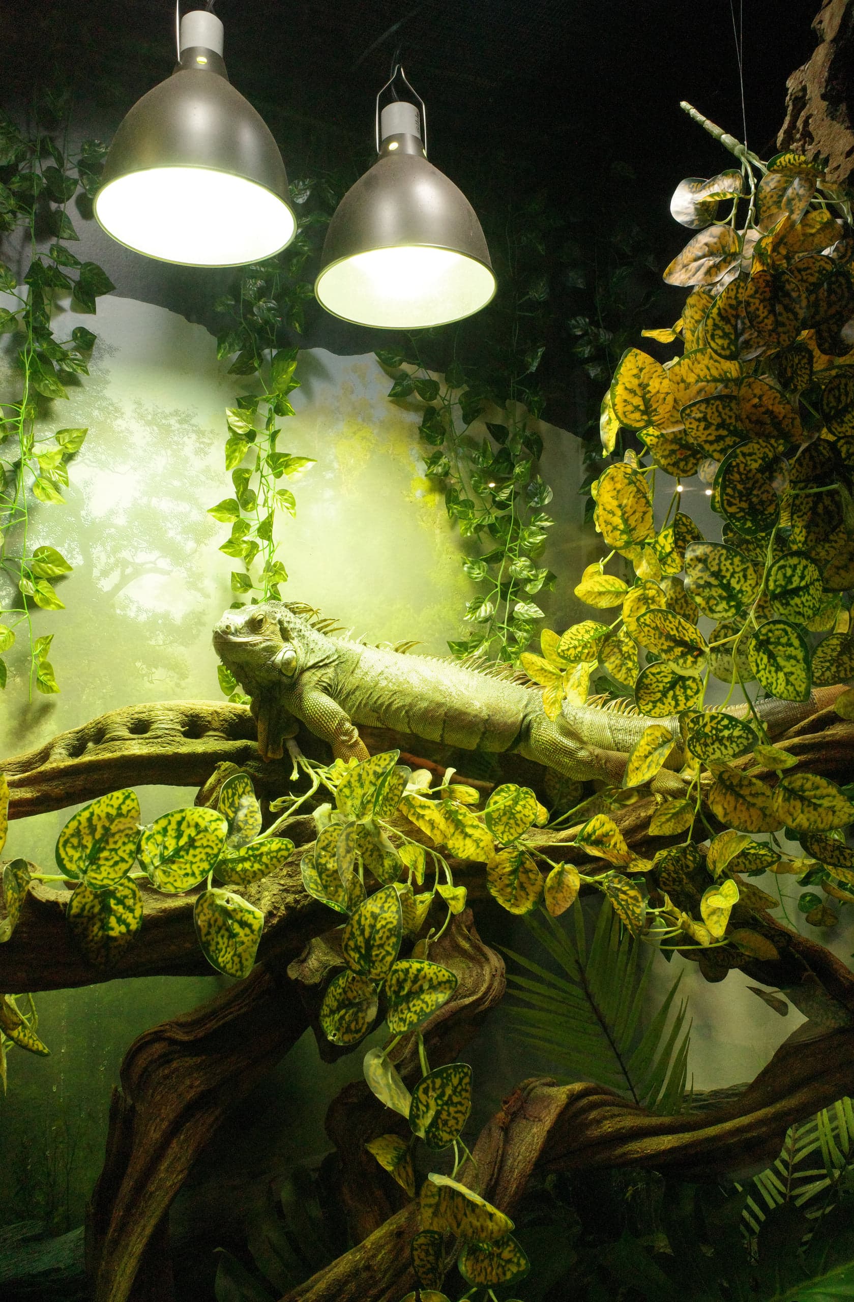 A lizard resting on a branch under two hanging heat lamps amid green foliage in a terrarium