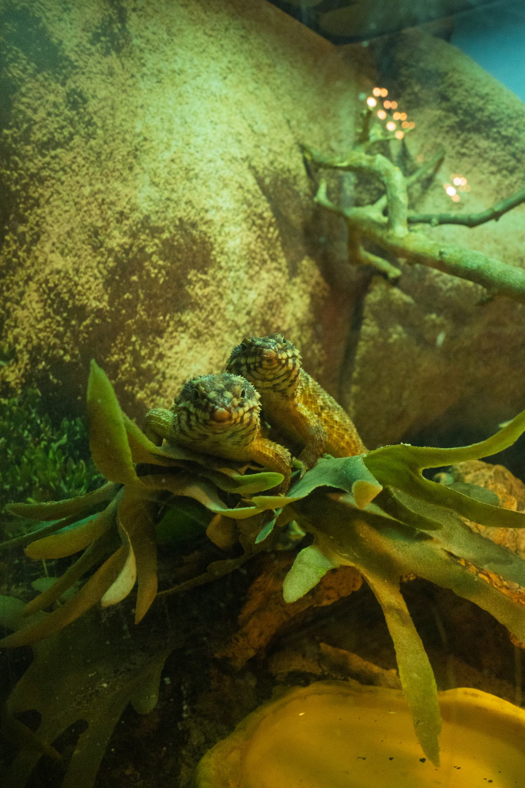 Two patterned lizards resting on broad green fronds over a large rock in a dimly lit terrarium