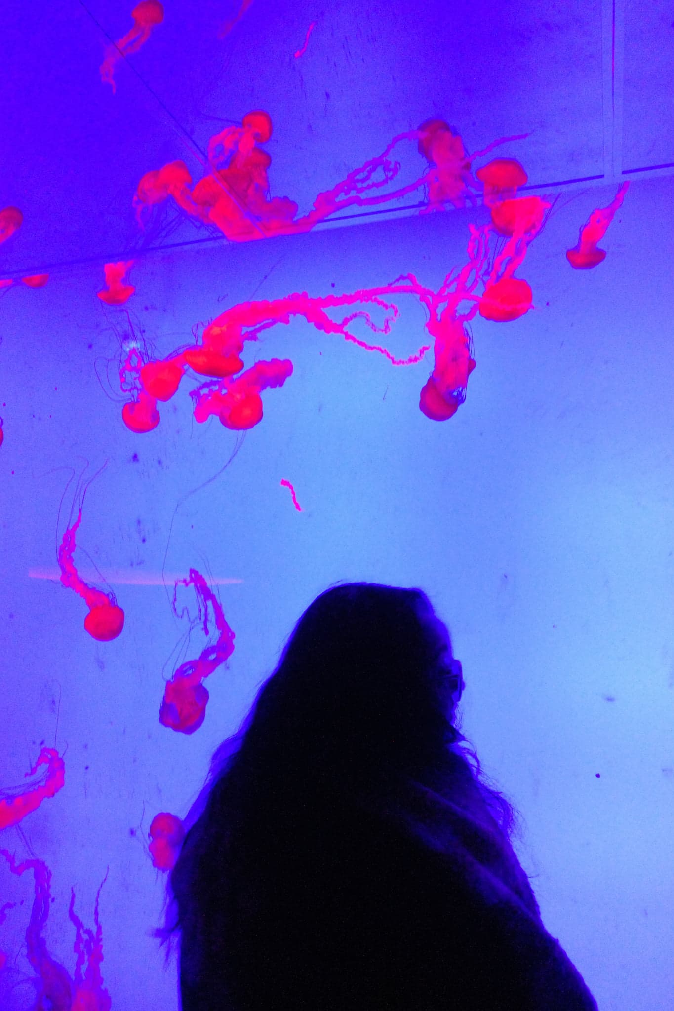 A person's dark silhouette before a tank of glowing orange jellyfish in violet-blue light