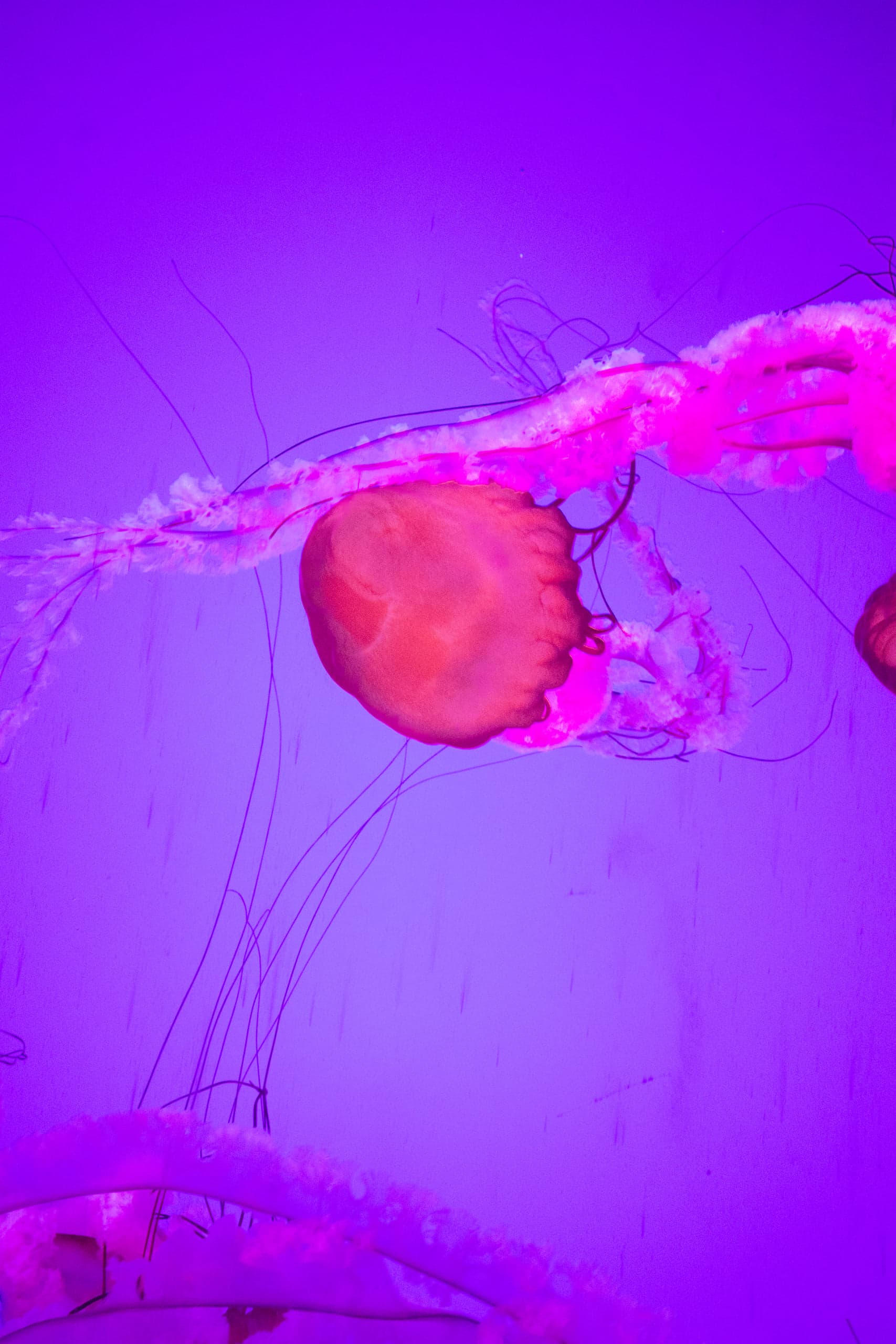 A single orange jellyfish with long trailing tentacles in a magenta-and-purple lit tank