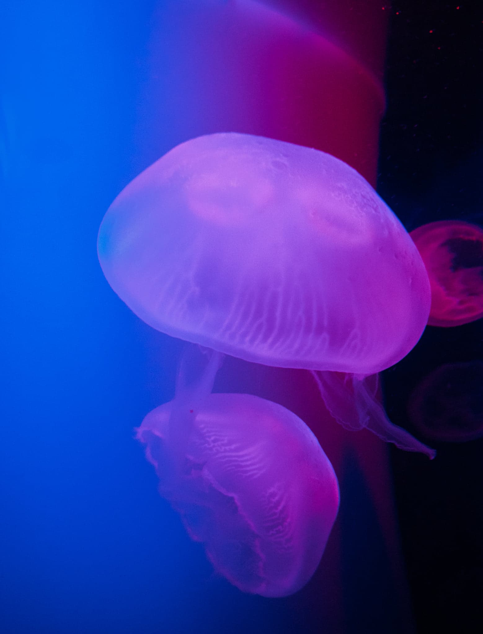 Two translucent pink jellyfish drifting against deep blue water with more jellyfish behind