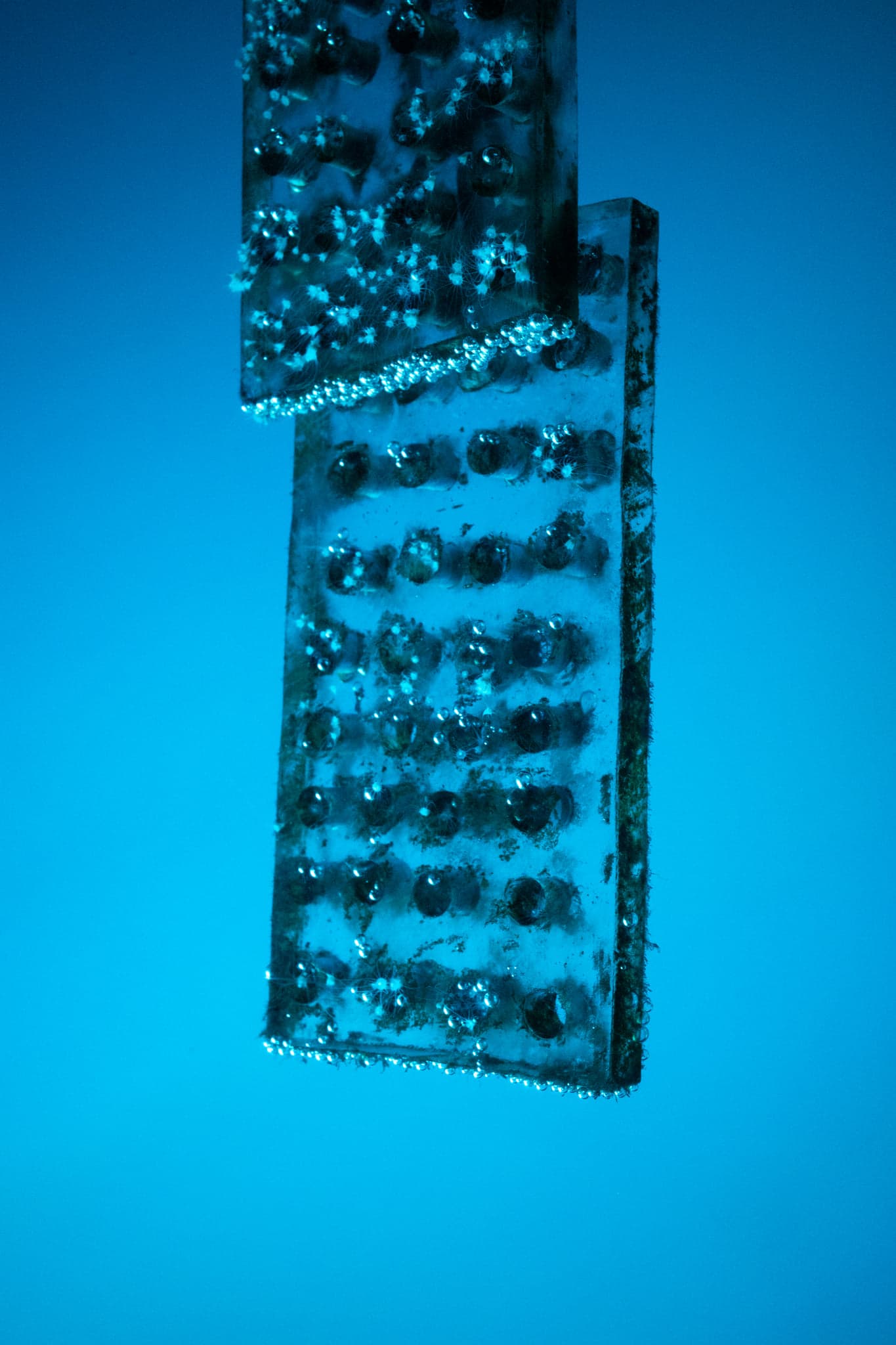 Two textured panels suspended in bright blue water, their surfaces dotted and frosted