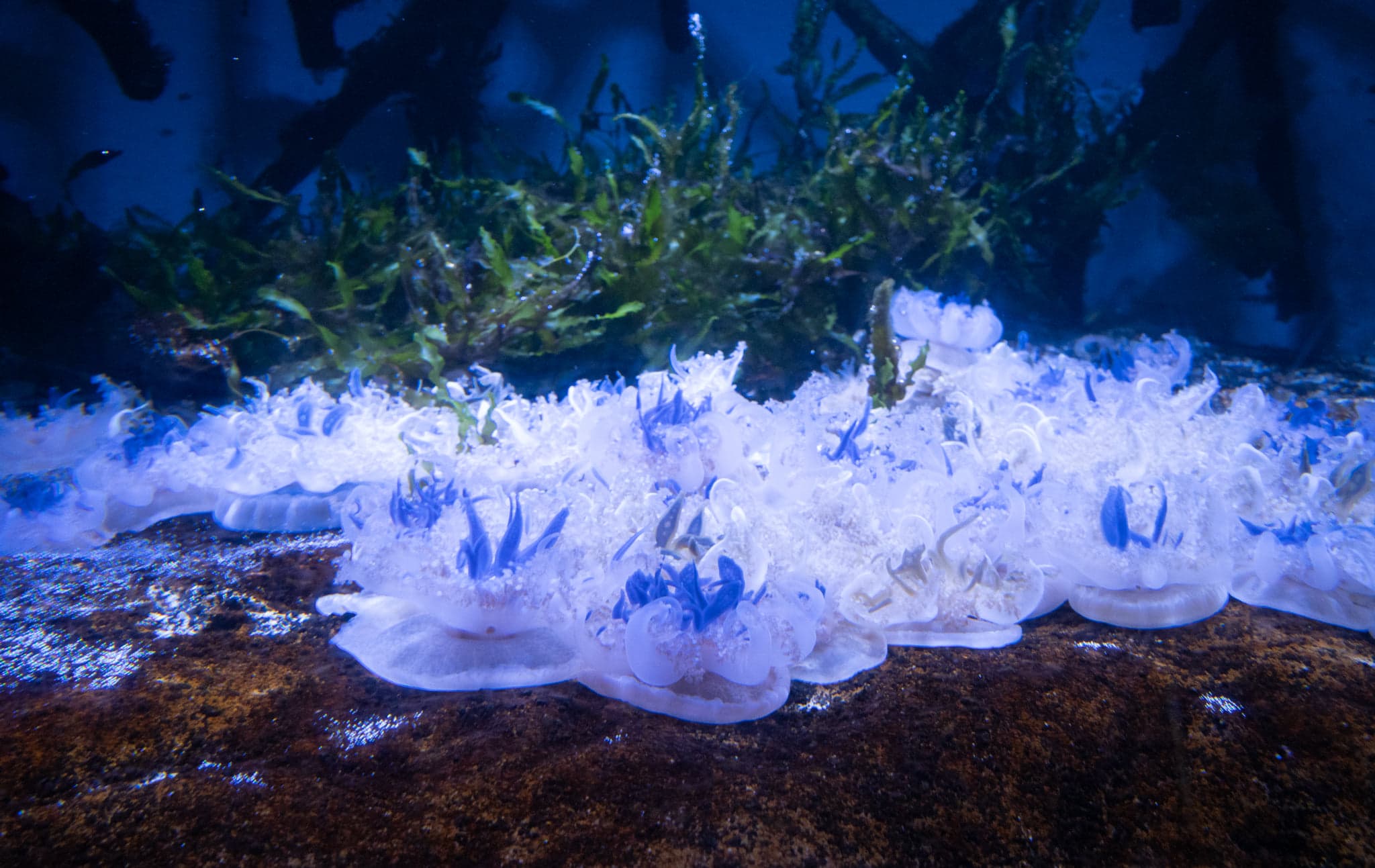 A row of small white-and-blue upside-down jellyfish on the tank floor below green plants