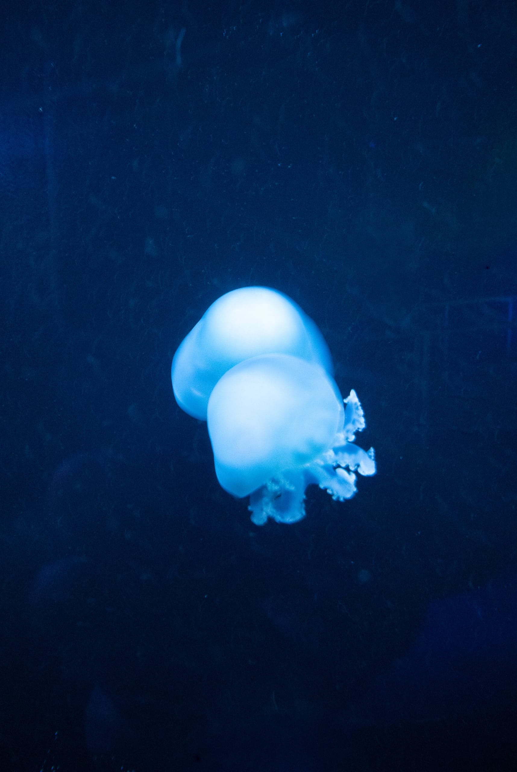 A glowing pale-blue jellyfish floating alone in near-black dark water