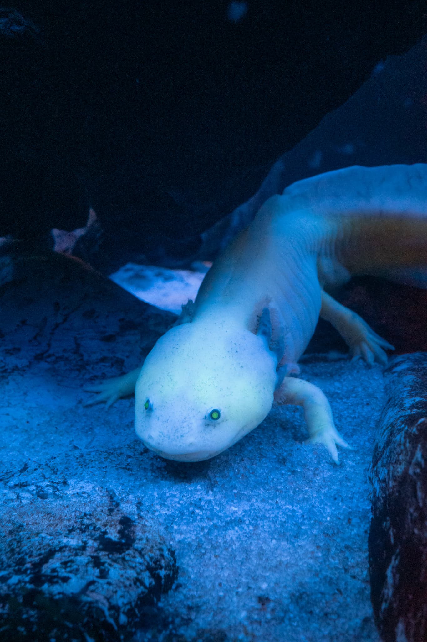 A pale axolotl with feathery gills resting on sandy rock in a dark blue-lit tank, facing the glass