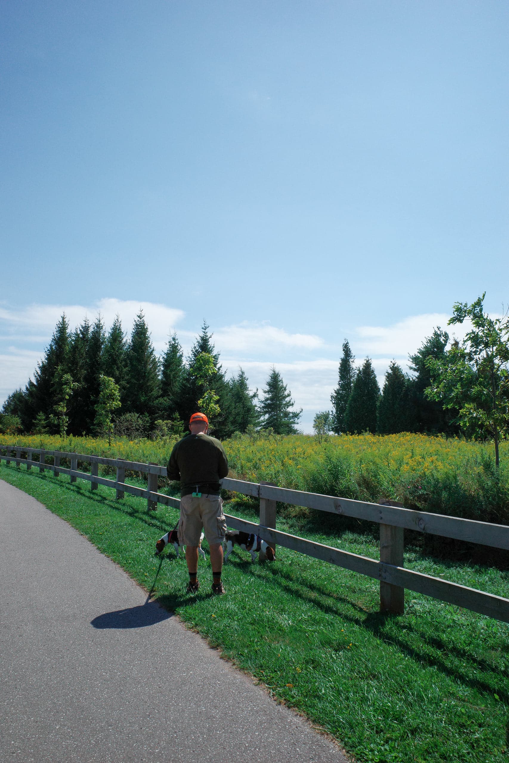A man in an orange cap walking two small beagles on leashes along a paved trail beside a split-rail fence, a field of goldenrod and a line of evergreens behind